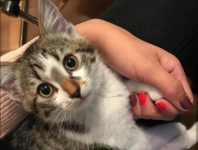 Обява: Жена от Троян заменя котката си за iPhone 6
