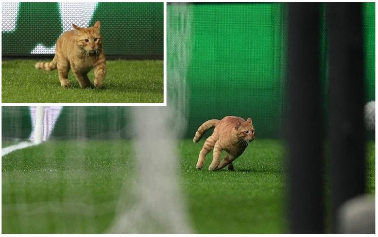 Котка нахлу на мач от Шампионската лига