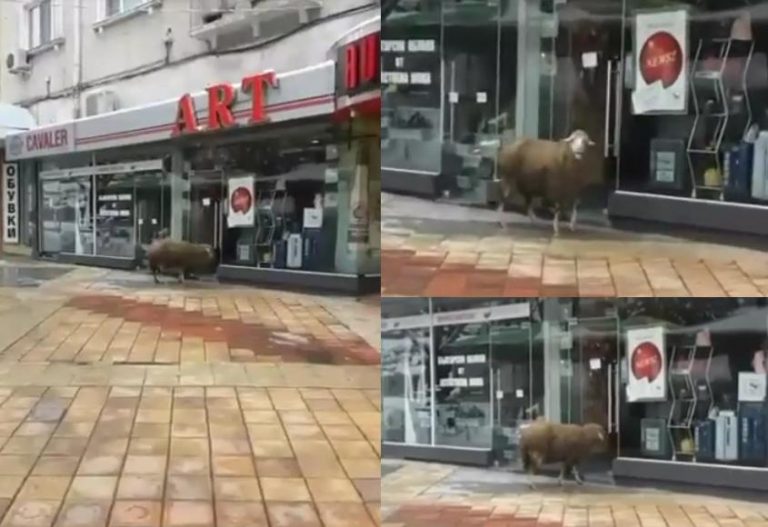 Овца тръгна на шопинг из центъра на Шумен