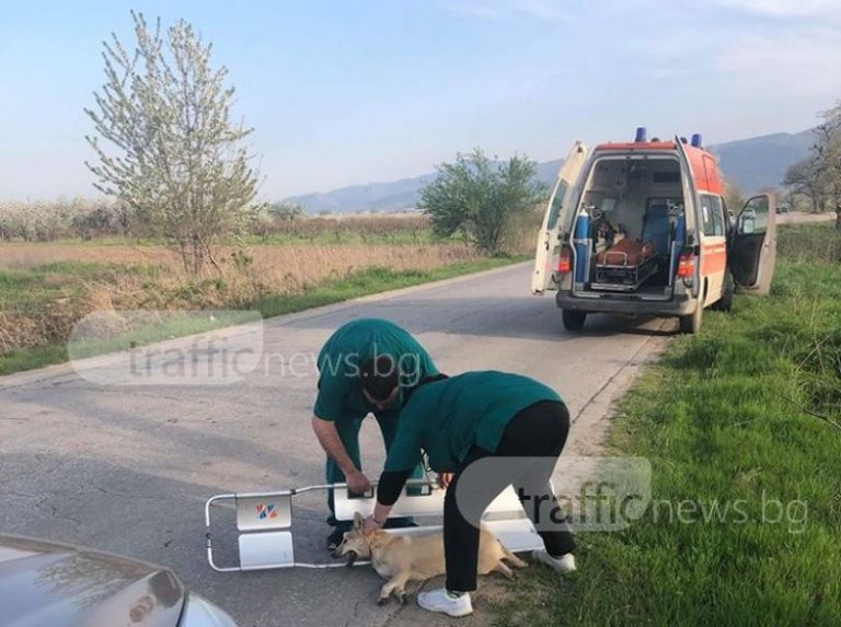 Линейка спря на пътя Пловдив – Брестник, за да спаси блъснато куче