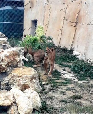 Лъвчета вече имат ново местообитание в зоопарка