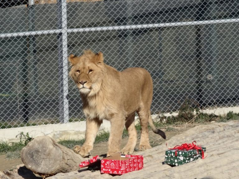 Лъвчетата и тигрицата вече имат обновени домове в зоопарка
