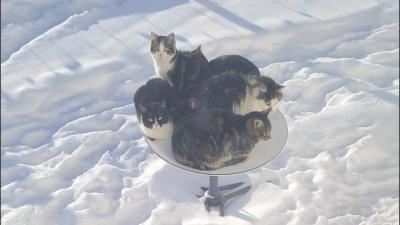 Защо сателитните чинии на Илон Мъск привличат котки
