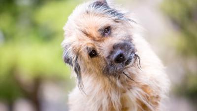 6 породи кучета, които са застрашени от изчезване