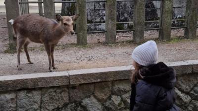 Нара – градът на стотиците свещени елени и хилядите фенери
